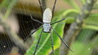 Nephila edulis or Golden Orb spider in Bali. About 10cm long