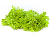Fresh green salad lettuce