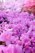 Flower  blossoms over blurred nature background/Spring Backgroun