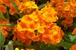 Orange flowers in a botanical garden