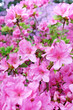 Flower  blossoms over blurred nature background/Spring Backgroun