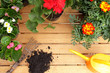 planting flowers