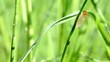 Schnecke