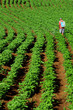 Île de la Réunion - Pesticides