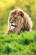 Photo: Lion Lion