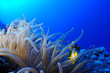 Photo: Juvenile anemonefish over anemone with copy space for your text Juvenile anemonefish over anemone with copy space for your text