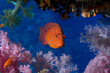 Photo: Coral Hind Coral Hind
