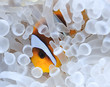Photo: Amphiprion bicinctus, anemonefish in bleached sea anemone Amphiprion bicinctus, anemonefish in bleached sea anemone