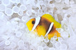 Photo: Anemonefish in bleached host sea anemone Anemonefish in bleached host sea anemone