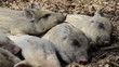 sleeping young piglets - wild boar