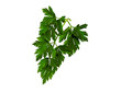 Foto: Green parsley. Green parsley.