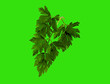 Foto: Green parsley. Green parsley.