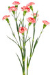 Branches of red carnation
