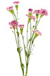 Branches of purple carnation flower