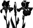 Vektor: irises flowers vector isolated on white background irises flowers vector isolated on white background