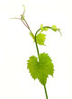 Grape leaf