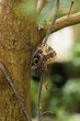 Forest Giant Owl - Caligo eurilochus