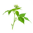 Blackbarry blossom