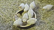young chicken picking on bread in a bowl