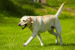 Dog on meadow