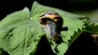 Schnecke