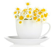 Beautiful wild camomiles in .cup, isolated on white