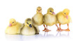 Little ducklings isolated on white