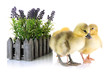 Foto: Little ducklings with flower isolated on white Little ducklings with flower isolated on white