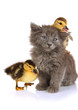 Small kitten and ducklings isolated on white