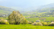 Spring landscape: Flowering slopes of the Carpathian Mountains