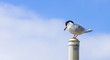 perched bird with ruffled feathers on a pole