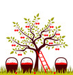 cherry harvest