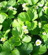 fraisiers en fleurs