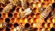 Video: Pollen in combs. Pollen in combs.