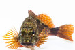 kasago_0028