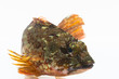 kasago_0096
