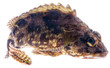 kasago_173