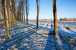 striped shadows from trees
