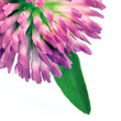 Trifolium pratense Red clover flower and leaves macro isolated