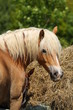 Foto: Haflinger am Heuballen Haflinger am Heuballen
