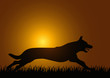 Schäferhund