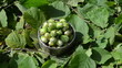 green leaf background hand put wicker mettalic dish hazel nuts