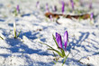 crocus flowers  in snow