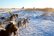 goat herd on snow pasture