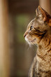 Old Tabby 2