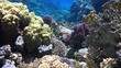 Coral and fish in the Red Sea, Egypt