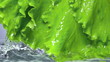 Fresh lettuce salad falls under water with a splash. 