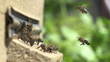 Honey bees swarming and flying around their beehive