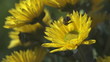 Bees collecting nectar from flower
