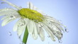 drops of dew on a daisy. Blue background